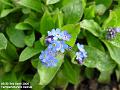 2006-0403Forgetmenot